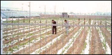 20080316-agri-plastic-farming Nolls.jpg